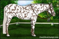 Horse Color:Silver Blue Roan Near Leopard 
