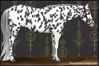 Horse Color:Black Appaloosa 