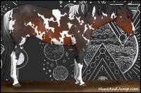 Horse Color:White Spotted Brown 