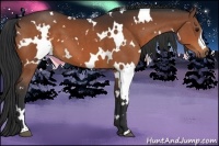 Horse Color:White Spotted Bay 
