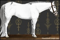 Horse Color:Liver Chestnut Appaloosa 