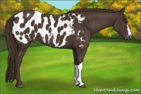 Horse Color:Liver Chestnut Appaloosa