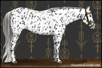 Horse Color:Black Appaloosa 