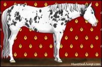 Horse Color:White Spotted Black Sabino Splash Appaloosa 