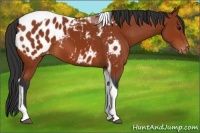 Horse Color:Bay Tobiano Appaloosa 