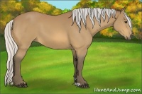 Horse Color:Silver Buckskin 