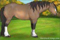 Horse Color:Buckskin 