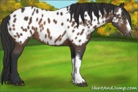 Horse Color:Bay Appaloosa 