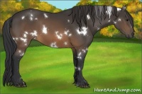 Horse Color:White Spotted Brown 