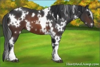 Horse Color:White Spotted Brown 