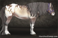 Horse Color:Bay Onyx Appaloosa
