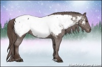 Horse Color:Liver Chestnut Snowcap 