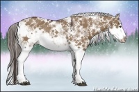 Horse Color:Liver Red Dun Sabino Splash Rabicano