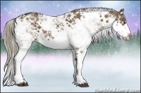 Horse Color:Liver Red Dun Sabino Splash