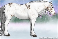 Horse Color:Bay Dun Sabino Splash Rabicano