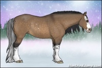 Horse Color:Bay Dun Sabino Splash Rabicano