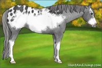Horse Color:Blue Roan Sabino Splash Frame Appaloosa