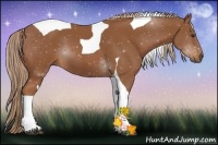Horse Color:Chestnut Tobiano