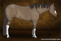 Horse Color:Liver Red Dun