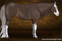 Horse Color:Liver Chestnut Sabino Splash 
