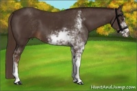 Horse Color:Liver Chestnut Sabino 