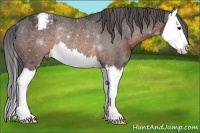 Horse Color:Brown Splash Appaloosa Rabicano 