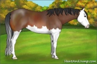Horse Color:Bay Splash 