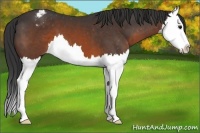 Horse Color:Brown Splash Appaloosa 