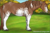 Horse Color:White Spotted Chestnut Sabino Rabicano 