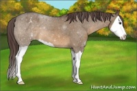 Horse Color:Brown Dun Splash Appaloosa 