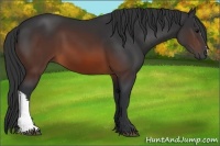 Horse Color:Brown 
