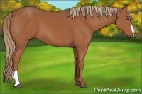 Horse Color:Chestnut 
