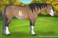Horse Color:Bay Dun Sabino Splash 
