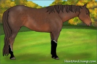 Horse Color:Liver Chestnut 
