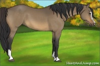 Horse Color:Brown Dun Sabino