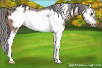 Horse Color:Bay Splash Frame Varnish