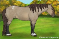 Horse Color:Brown Dun Appaloosa