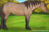 Horse Color:Bay Dun Appaloosa 
