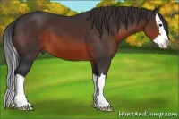 Horse Color:Brown Sabino Splash
