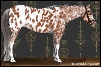 Horse Color:Bay Roan Appaloosa 