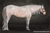Horse Color:White Spotted Brown Appaloosa