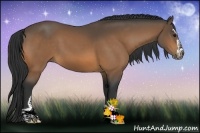 Horse Color:Buckskin Sabino