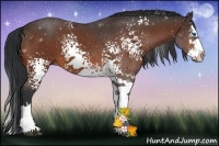 Horse Color:White Spotted Bay Splash 