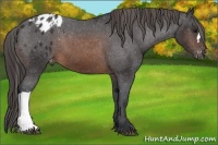Horse Color:Brown Appaloosa