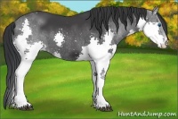Horse Color:Black Splash