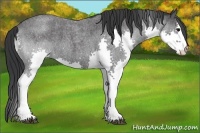 Horse Color:Blue Roan Splash 