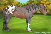 Horse Color:Brown Appaloosa