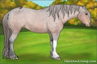 Horse Color:Bay Varnish Rabicano 