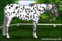 Horse Color:Black Near Leopard 
