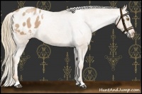 Horse Color:Chestnut Pearl Appaloosa 